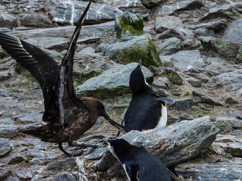 Chinstrap Penguins (Pygoscelis antarcticus) being harassed by South Polar Skua, Coronation Island, South Orkney Islands, Antarctica