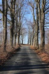 path in the woods