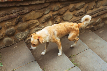 A stray dog climbs the stairs in the city. A red-haired mutt on the street in Georgia.