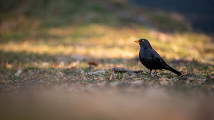 Blackbird in the grass. Common blackbird. Turdus merula. Eurasian blackbird.