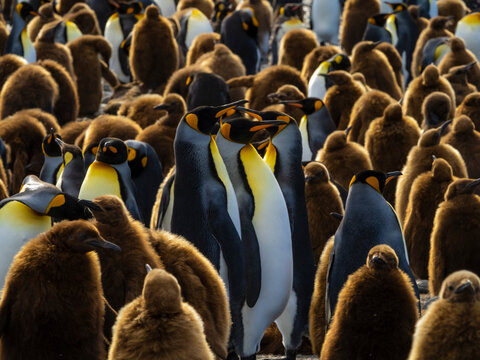 King Penguins (Aptenodytes patagonicus) and oakum boy chics at Gold Harbor, South Georgia