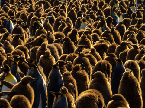 King Penguins (Aptenodytes patagonicus) and oakum boy chics at Gold Harbor, South Georgia
