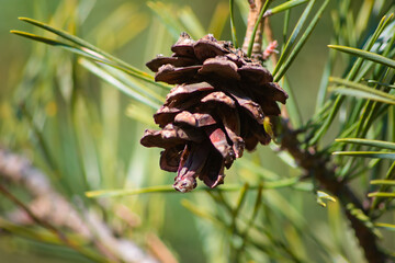 close up of pine cones