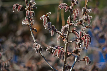 buds of willow