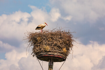 Ein Storch steht auf seinem Horst genannten Storchennest vor blauem Himmel in Deutschland