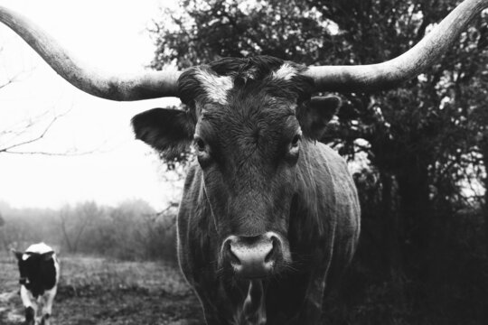 Moody Texas longhorn cow portrait in fog weather with rustic black and white style.