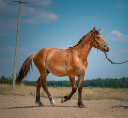 Obraz na płótnie Canvas Beautiful thoroughbred horse on a field road on a sunny day.