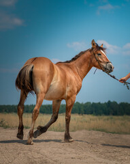 Fototapeta na wymiar Beautiful thoroughbred horse on a field road on a sunny day.