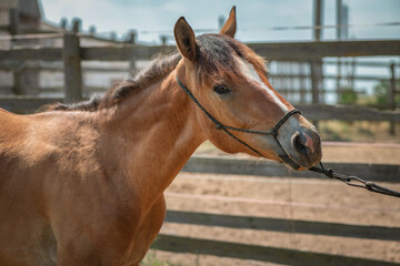 Obraz premium Beautiful thoroughbred horse on a field road on a sunny day.