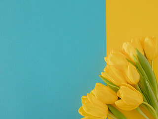 fresh easter yellow jungle gardening tulips flat lay on the desk against yellow and blue background with copyspace. spring minimalism