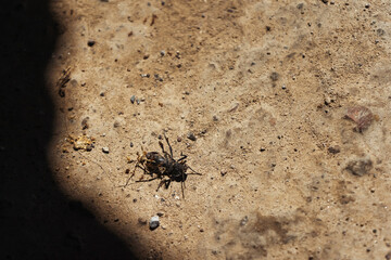 A dead insect in a clay cave. A beetle on a sandy ground - Powered by Adobe