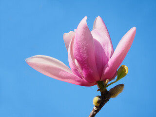 Focus Stacked Image of a Tulip Tree Blossom Against the Bright Blue Sky