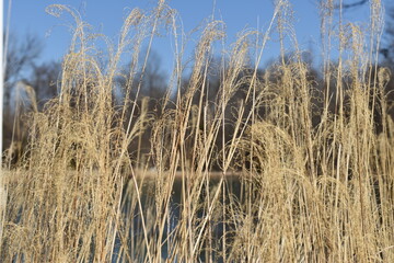 Fototapeta premium Pompous grass background with the sky.