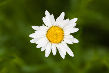 gros plan sur marguerite 