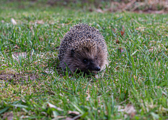 hedgehog in the grass