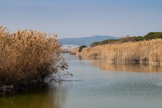 View of Delte of LLobregat. Mouth of the Llobregat river in El Prat de Llobregat, Barcelona, Spain. Dry orange branches on both banks and calm, soothing water. Copy space on the blue sky