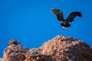 Griffon Vultures flying at the mountains of Burgos (Castilla y Leon, Spain