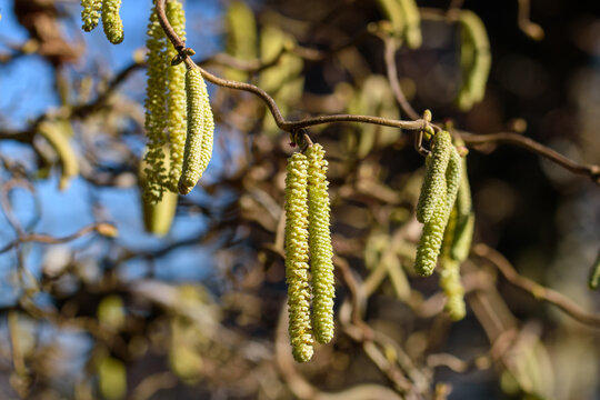 Bl&uuml;tenk&auml;tzchen der Korkenzieherhasel, Corylus avellana bei strahlend blauen Himmel im Februar.