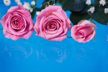 Pink roses on a blue background. Flat position, view from above