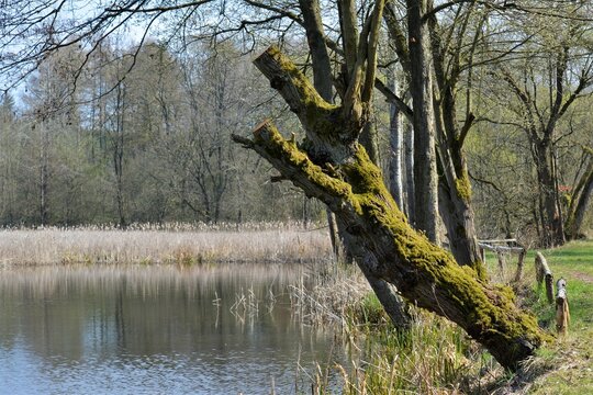 Schr&auml;ger Baum am See &ndash; Gestutzte Weide am Teich