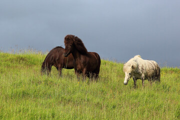 Islandpferd / Icelandic horse / Equus ferus caballus