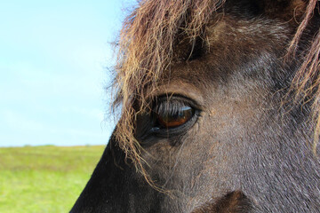 Islandpferd / Icelandic horse / Equus ferus caballus