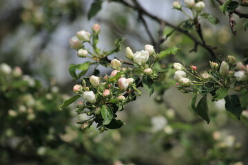 Green background of Close up Apple blossoms in spring in the garden. High quality photo