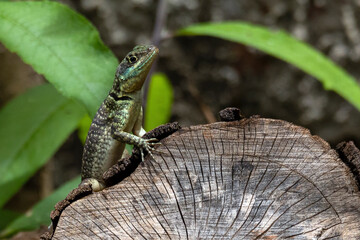 A Lizard typical of the Brazilian savannah also know as Calango or Largatixa. Species Tropiduros oreadicus. Cerrado. Animal world. Nature.