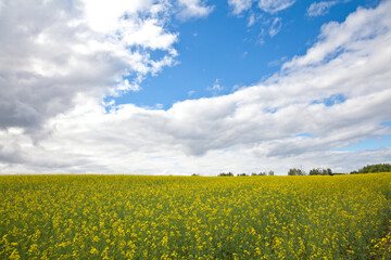 Fototapeta premium Yellow rapeseed field in the field and picturesque sky with white clouds