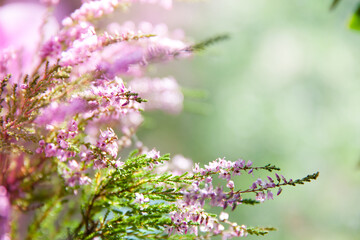 Calluna vulgaris. Flowers background. Vibrant pink heather blossoming outdoors. Purple heather...