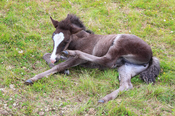 Islandpferd / Icelandic horse / Equus ferus caballus.
