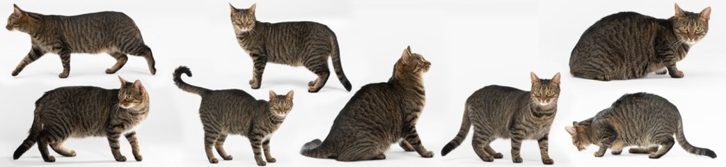 Various attitudes of she-cat isolated from white background. Panoramic frame.
