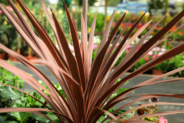 Cordyline Australis plant in the garden