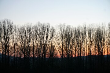 Baumreihe vor Himmel bei Abendrot am Abend im Winter