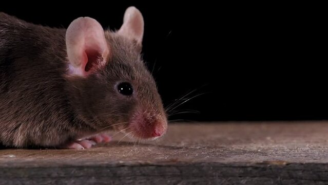 braune maus vor schwarzem hintergrund im gegenlicht schn&uuml;ffelt, zeitlupe, mehrere szenen