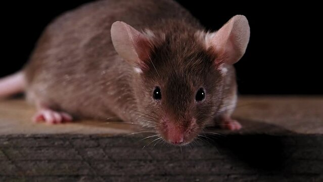 braune maus vor schwarzem hintergrund putzt sich und l&auml;uft auf einem holzbrett, zeitlupe, mehrere szenen