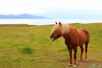 Naklejka na ściany i meble Islandpferd / Icelandic horse / Equus ferus caballus...
