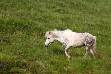 Islandpferd / Icelandic horse / Equus ferus caballus