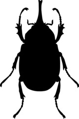 The vector weevil beetle. A harmful insect. Spoils the grain harvest. Destroys crops. A disaster for agriculture