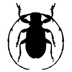 The woodcutter beetle. Bark vector beetle is a pest of the forest. An insect with long whiskers. Flying inhabitants of the tropics or taiga