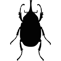The weevil beetle. A harmful insect. Spoils the grain harvest. Destroys crops. A disaster for agriculture