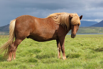 Naklejka na ściany i meble Islandpferd / Icelandic horse / Equus ferus caballus