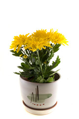 Flowers. Yellow chamomile against white background