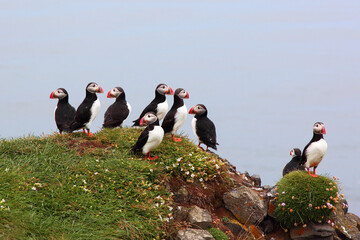 Papageitaucher / Atlantic puffin / Fratercula arctica