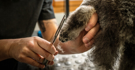 Im Hundesalon wir gerade die Pfoten bis zum Rand sauber nachgeschnitten mit der Scherre