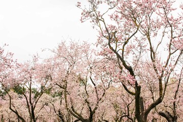 Double flowering plum (Prunus triloba) and White  flowering almond (Jordan almonds) trees in spring in Quinta de los Molinos Park, Madrid, Spain