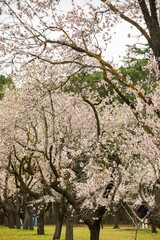 Obraz premium Double flowering plum (Prunus triloba) and White flowering almond (Jordan almonds) trees in spring in Quinta de los Molinos Park, Madrid, Spain