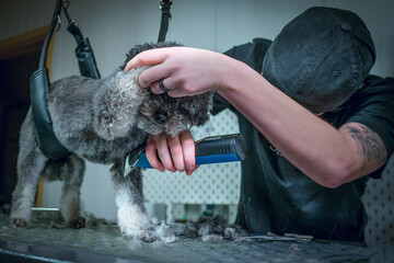 Die Hundefreunde pflegen ihre Tiere oft und sind stolz auf ihre Freunde