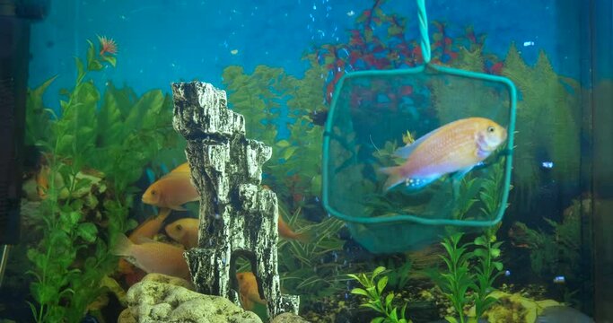 Take fish from aquarium. A person takes the decorative fish from aquarium in the room.