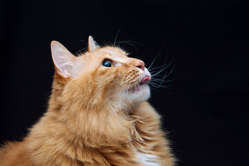 Fototapeta na wymiar Portrait of a red-haired licking cat on a black background.